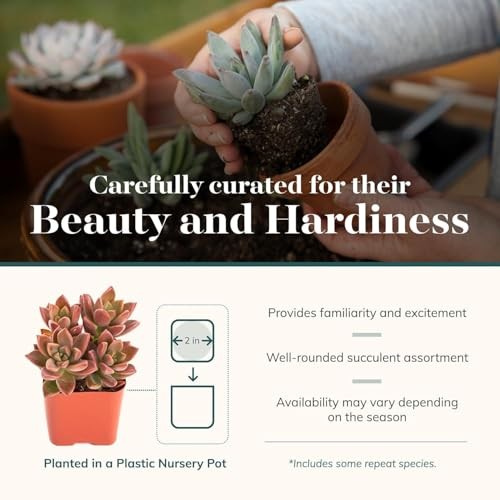 Succulent Bulk Plant Pack Collection – Live Mini Succulent 64 Pack Coastal