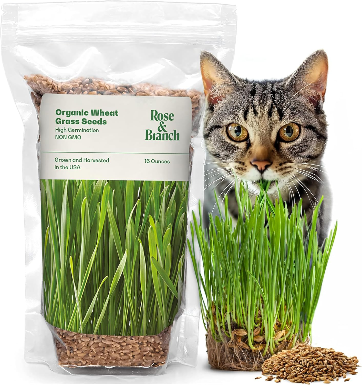 Rose & Branch Organic Wheat Grass Seeds for Indoor Cats – Cat Grass Seeds – 16 O