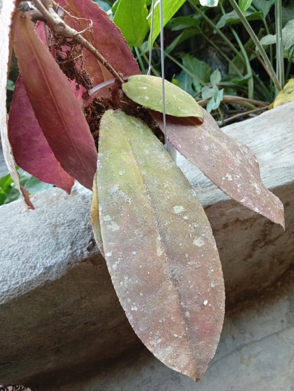 Real Picture Hoya Undulata Red Splash