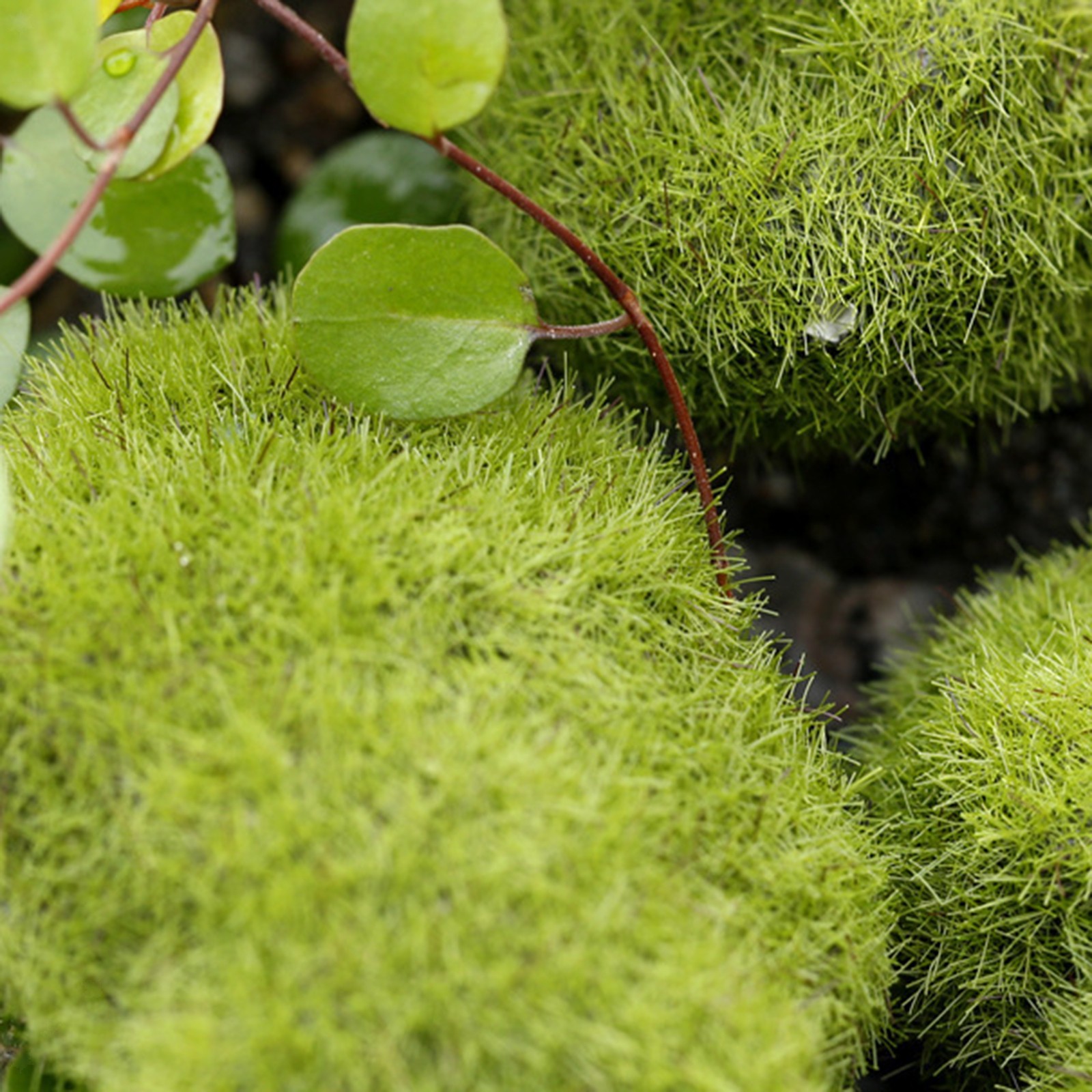 8 Pieces Assorted Sized Artificial Moss Rocks Decorative