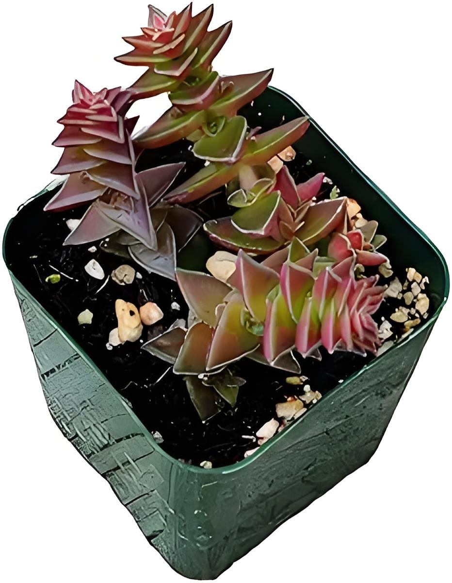 Live Aeonium Succulent Plants 2-4 Inch Fully Rooted in Pots with Soil Home Decor