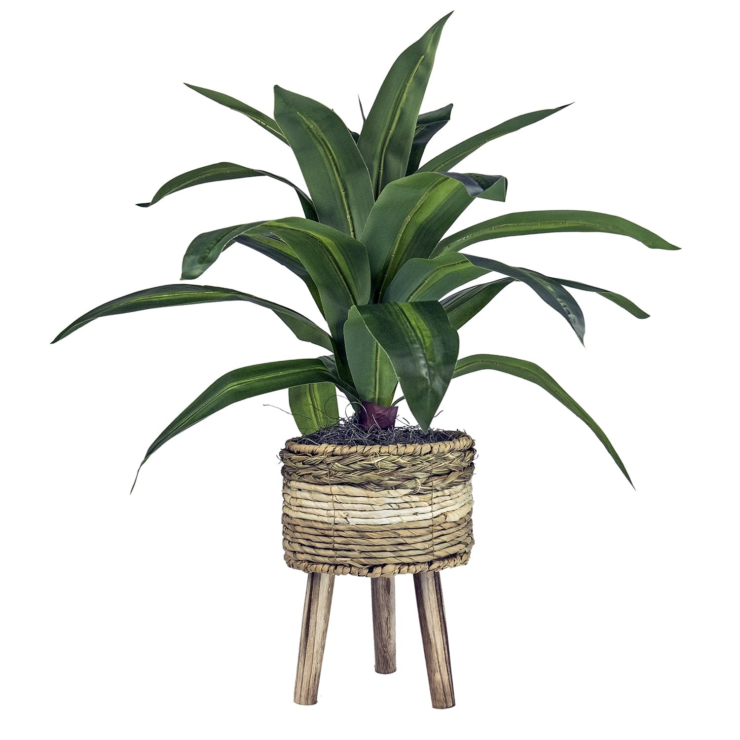 Florals Artificial Plant, Dracaena Plant, 2 ft, Multi-Color Tripod Basket Stand