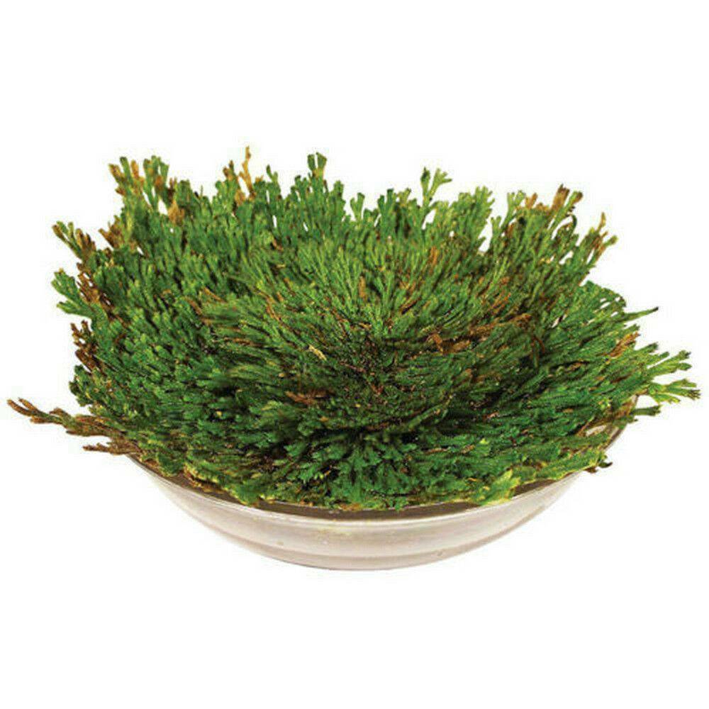 Rose of Jericho, 1-10 Packs- Resurrection Flower – Ferns – Live Plant Bulb Rose
