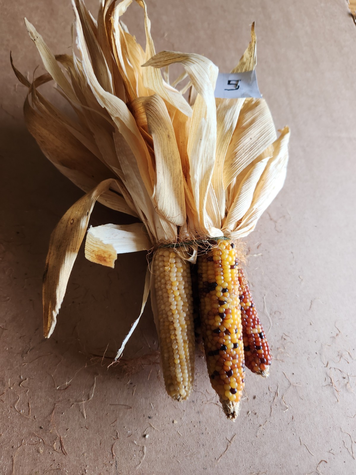 Mini Indian Corn, Approx 5″ Long – Thanksgiving, Fall, Decor, Small #5