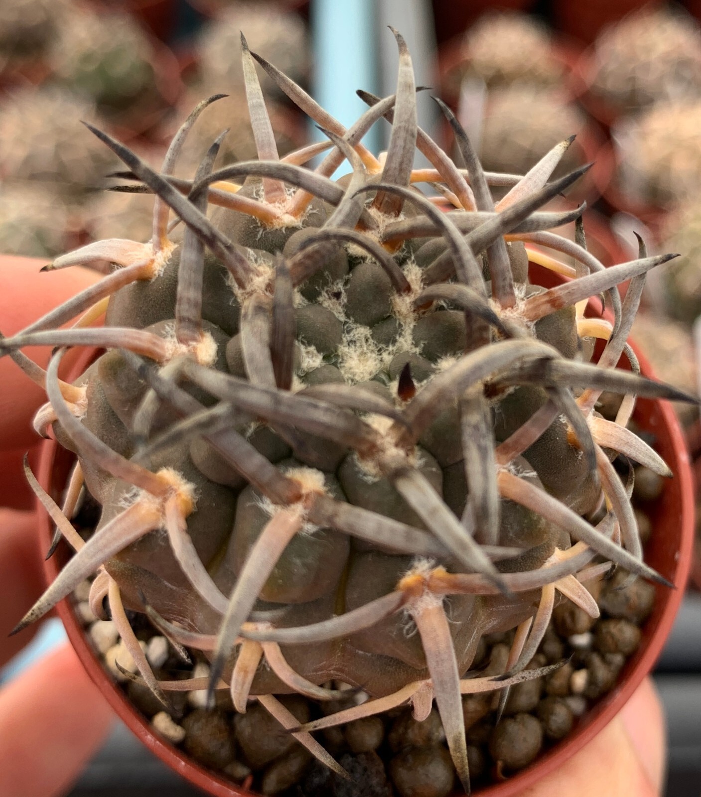 50 FRESH SE_EDS Gymnocalycium riojense v paucispinum selected
