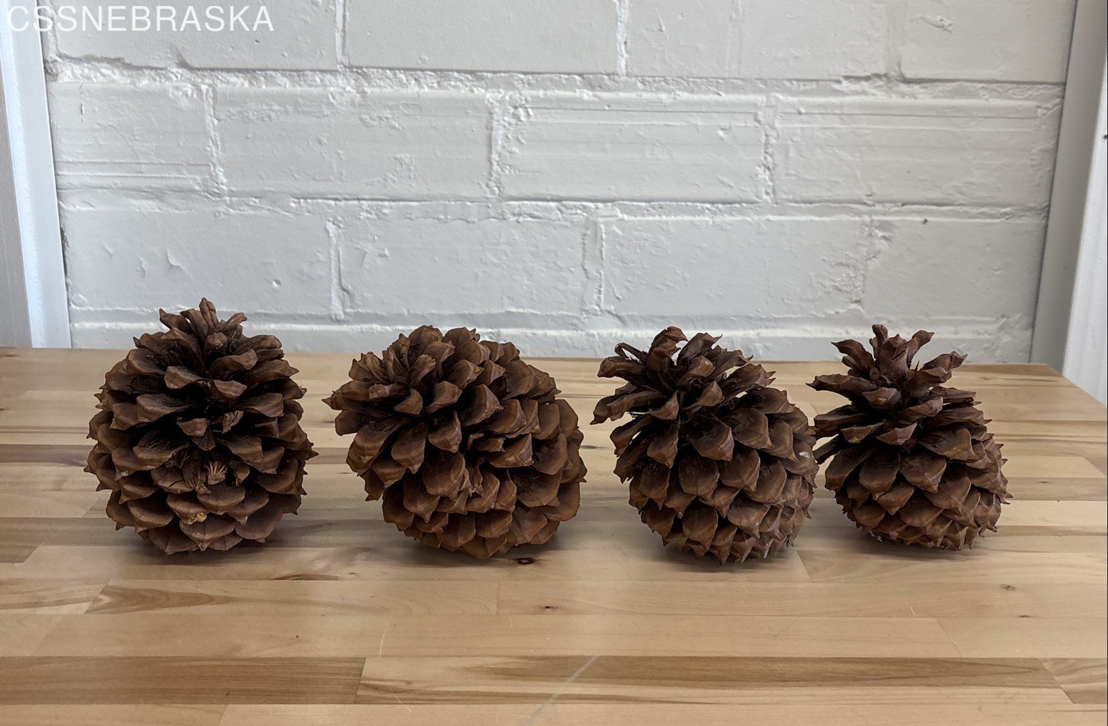 Pine Cones Large Set of Seven 4” to 6”Tall 3 to 4 Inch Diameter Craft Unscented