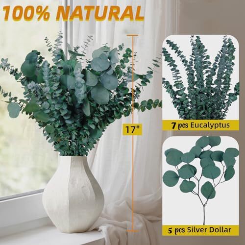 Pcs Large Dried Eucalyptus & Silver Dollar Leaves Bundle – 100% Natural Real 12