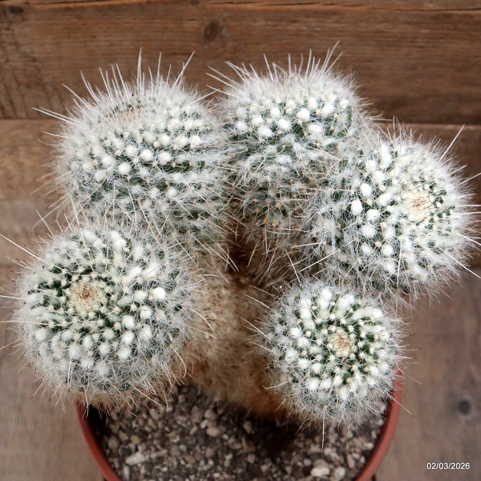 D7929 MAMMILLARIA NEJAPENSIS pot22-H24-W23 cm MaMa Cactus