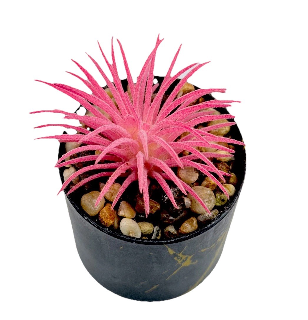 2 pcs Artificial Pink Succulent & Cactus Houseplant, Black Pots 3.5 inch
