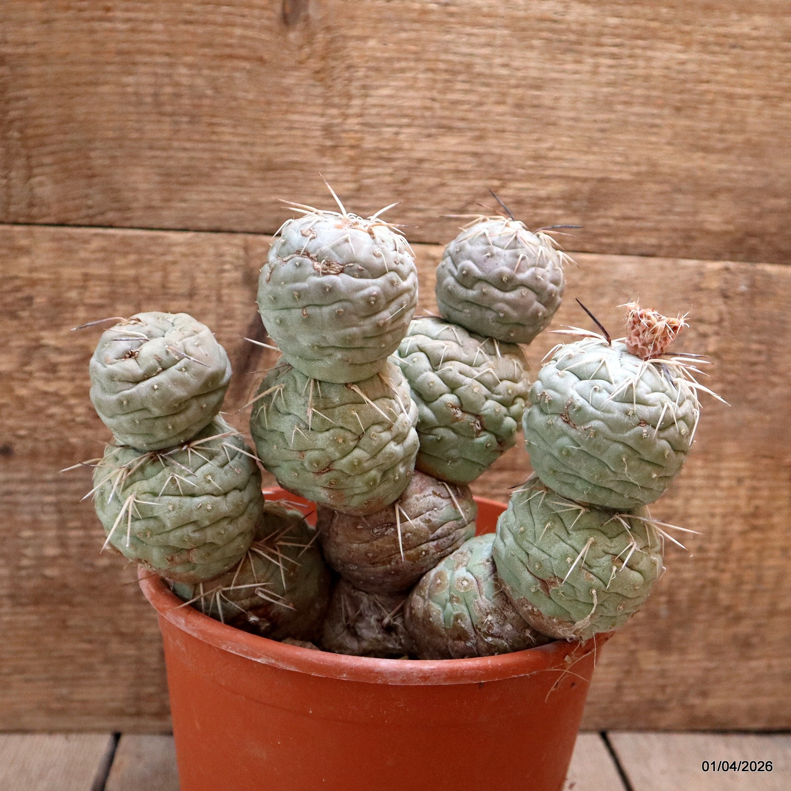D8174 TEPHROCACTUS GEOMETRICUS GRAFT 12 BALLS pot17-H18-W19 cm MaMa Cactus