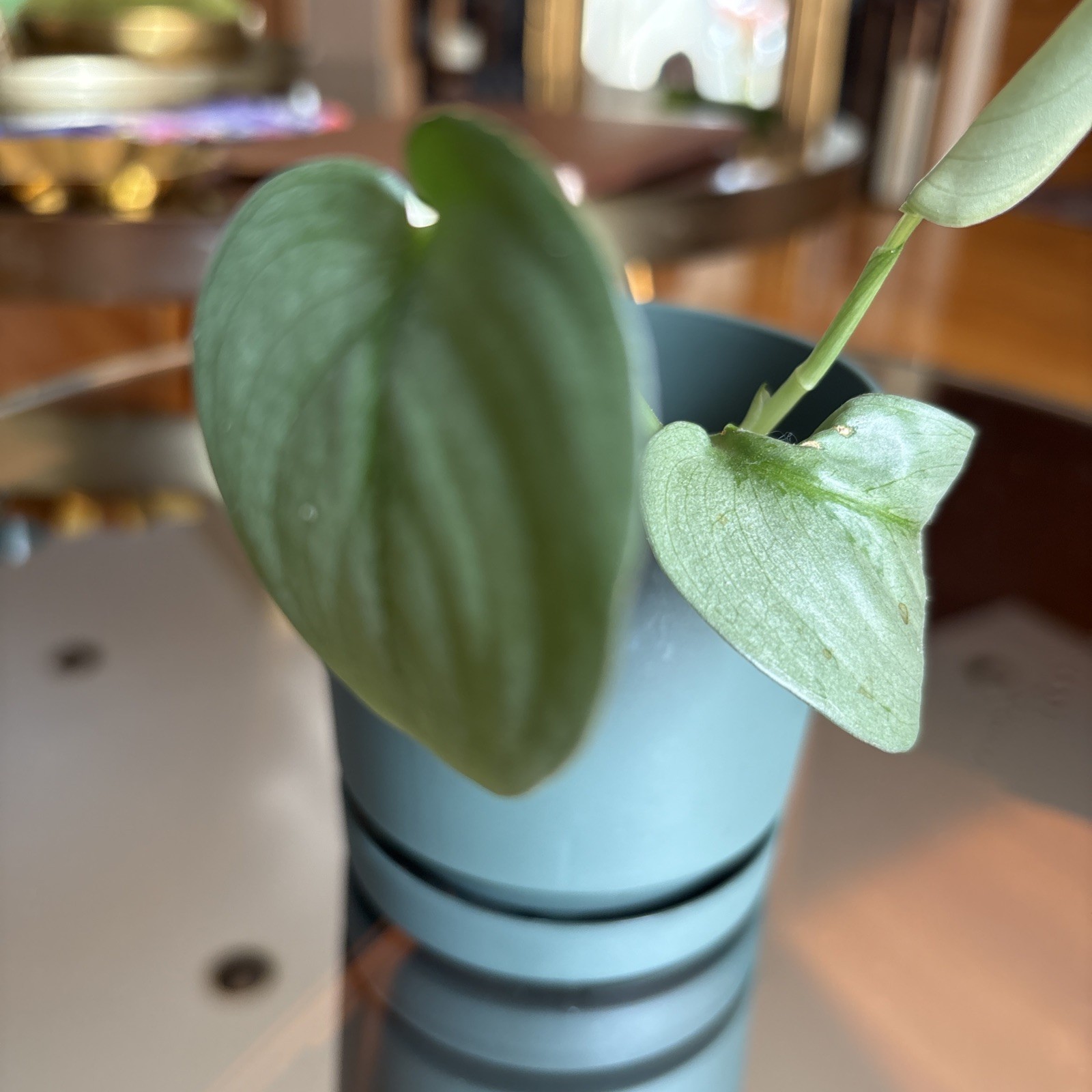 Scindapsus Silver Hero or Platinum – Live Plant Growing in green pot.
