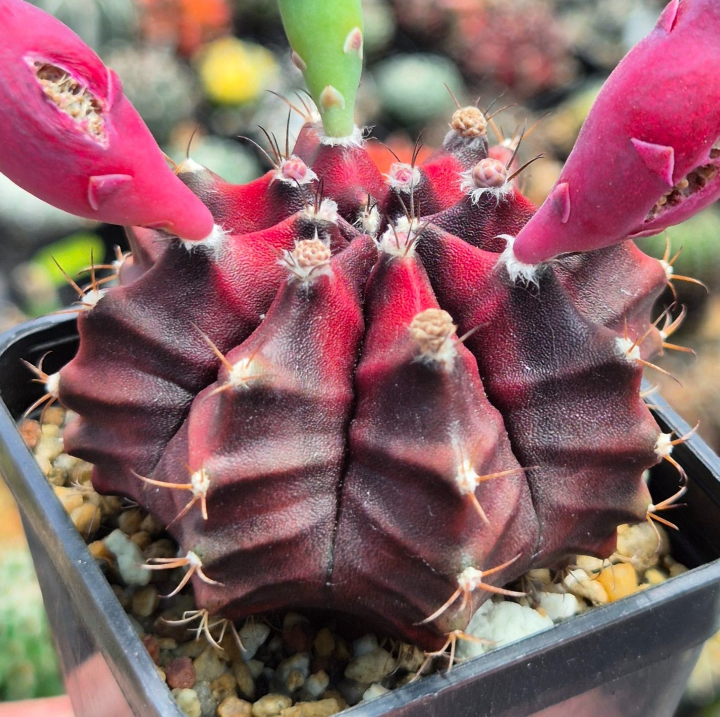 Gymnocalycium mihanovichii ‘Black Widow’ x ‘Day Dream’ 20seeds harvest 2025