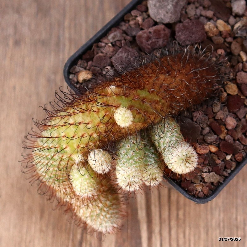D4975 MAMMILLARIA PEREZDELAROSAE pot9-H11-W7 cm MaMa Cactus
