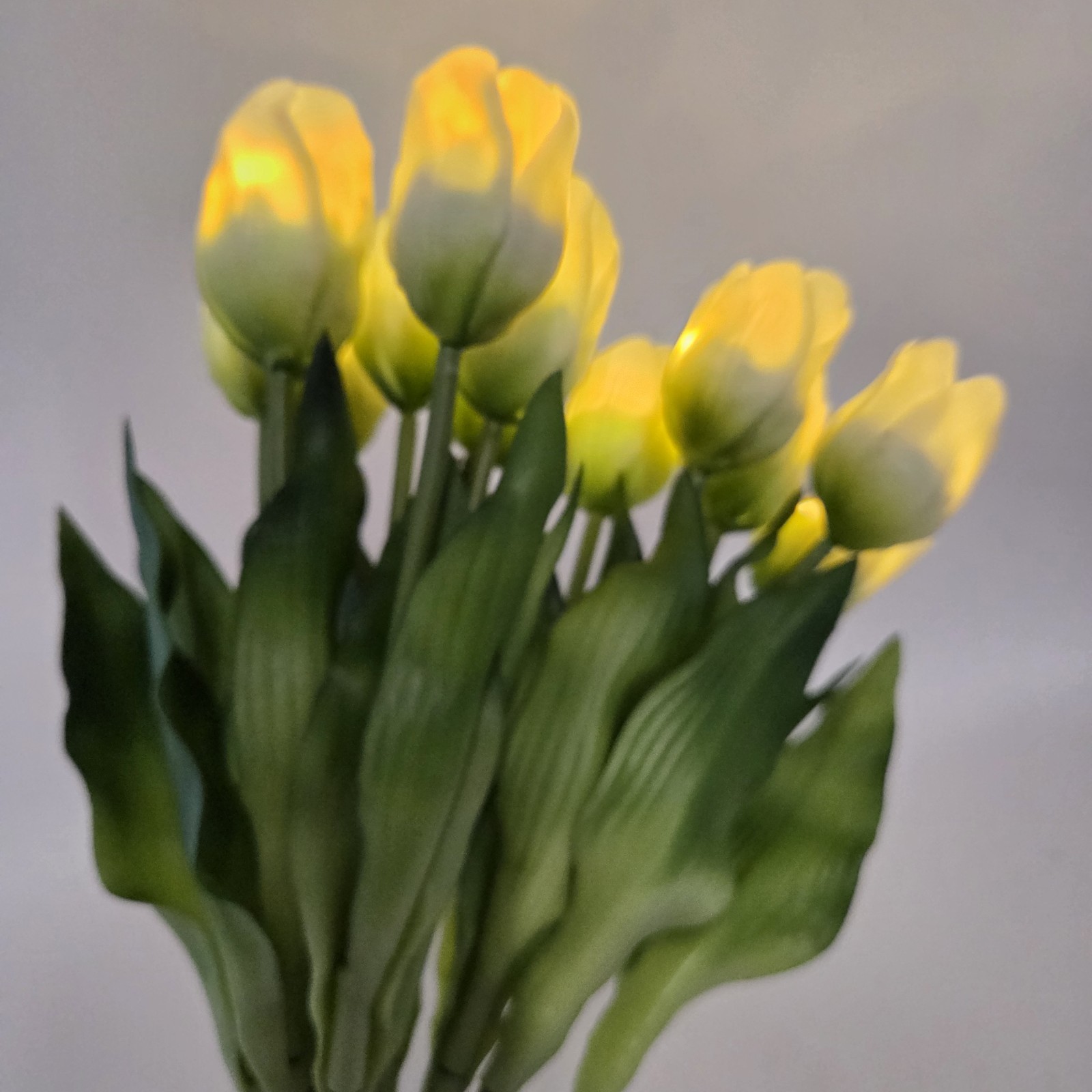 Illuminated Flowers Tulips Bundle Battery Operated Barbara King