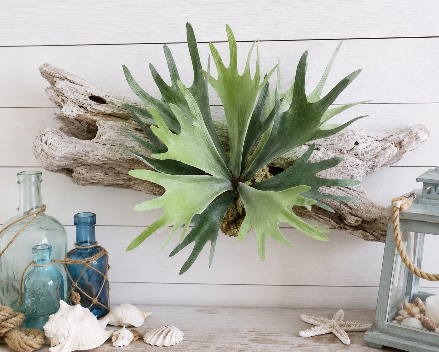 Artificial Staghorn Fern Faux Fern Wall Decor Mounted Fern Tropical Greenery Coa