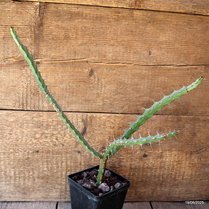 D4728 EUPHORBIA GLOCHIDIATA pot10-H37-W32 cm MaMa Cactus