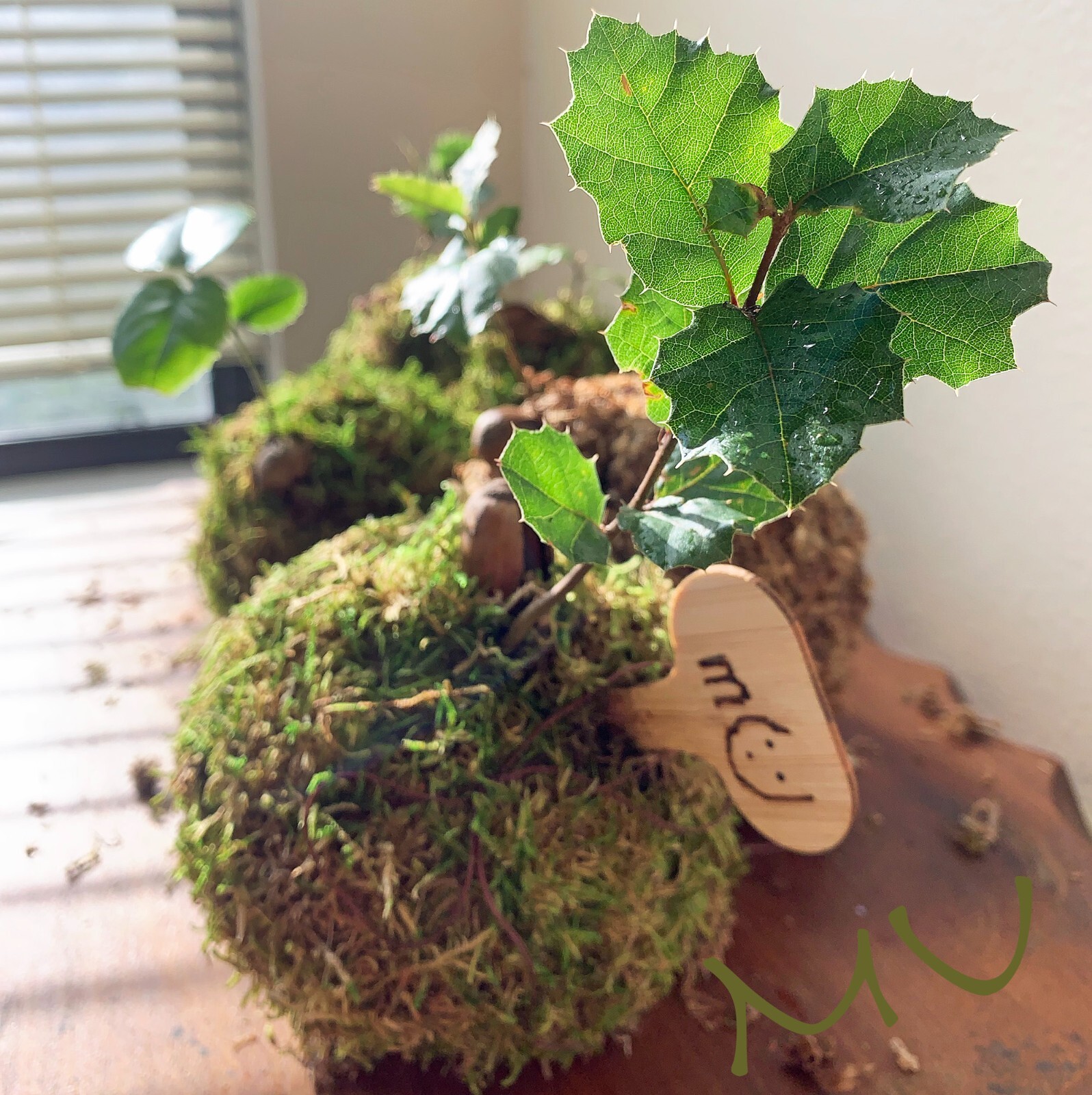1 SMALL PALM SIZE BONSAI CALIFORNIA COASTAL LIVE OAK ACORN KOKEDAMA
