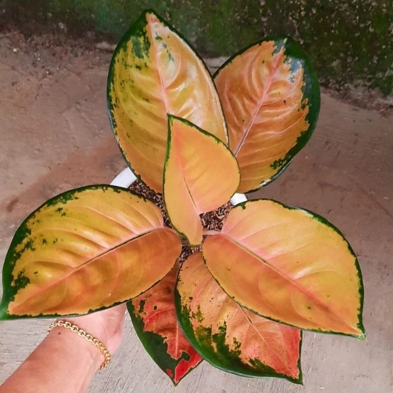 Real Pict Aglaonema Sultan Brunei Rare Plant