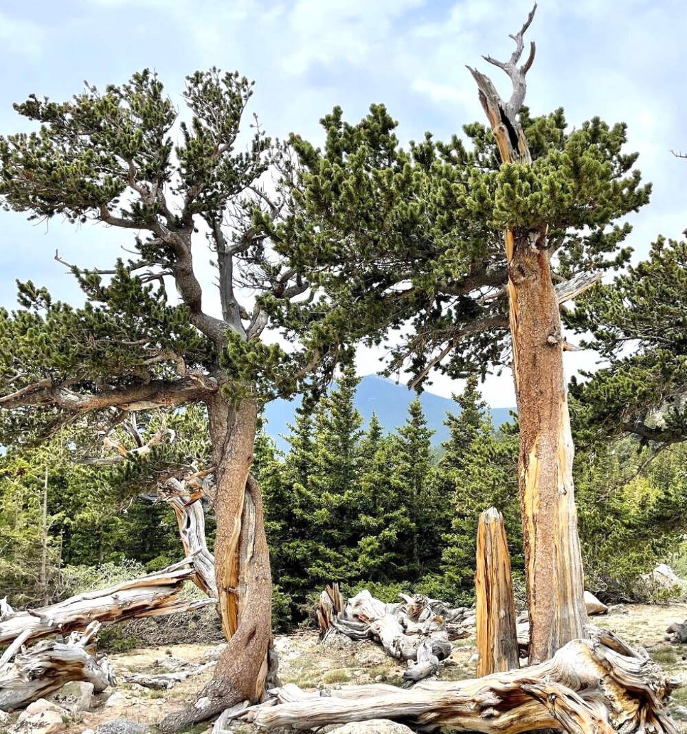 Pinus aristata 10-20cm | Bristlecone pine | Rocky Mountain bristlecone – Bristle