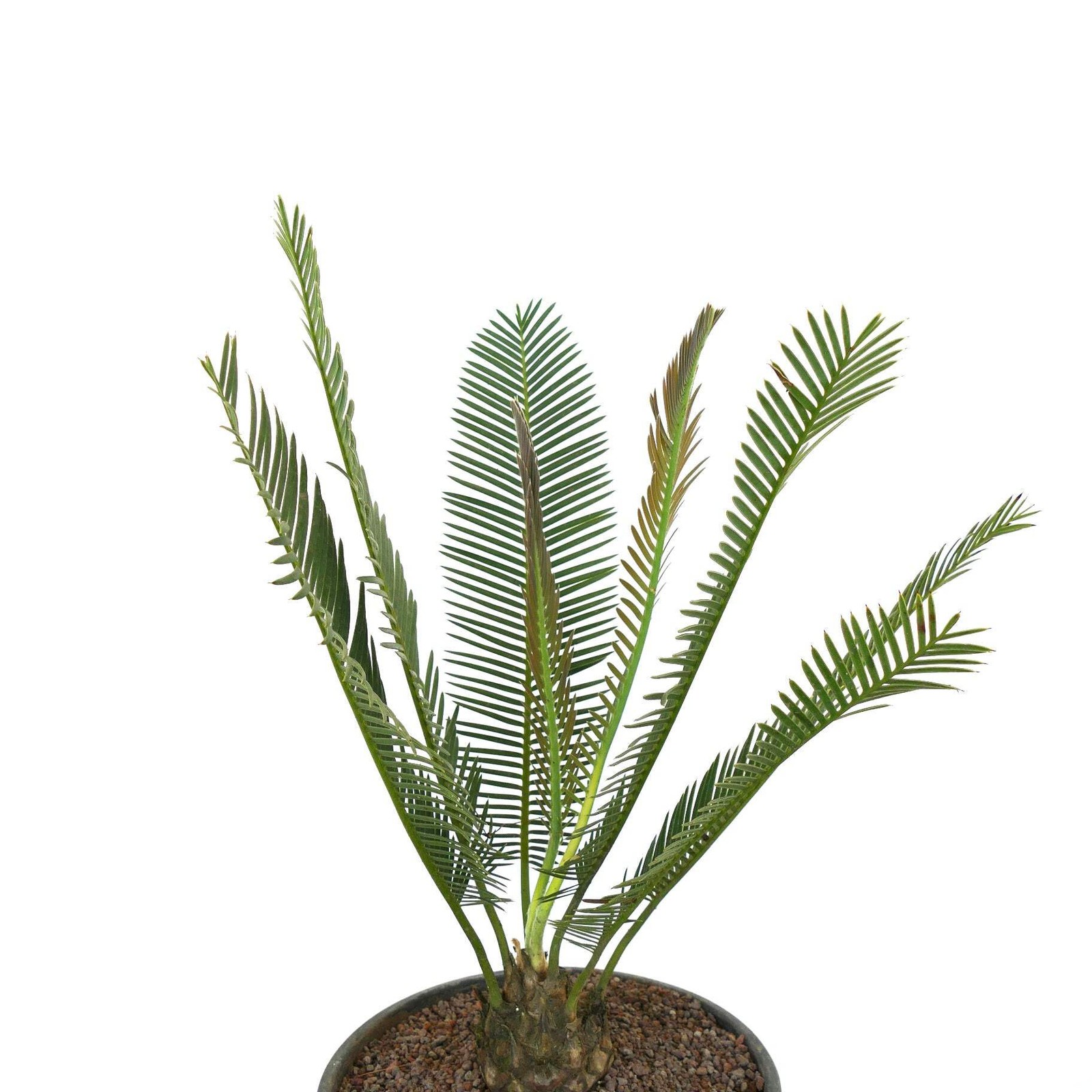 Dioon anustifolium 8x8cm CAUDEX – Narrow-leaved Dioon | Palma de la Virgen