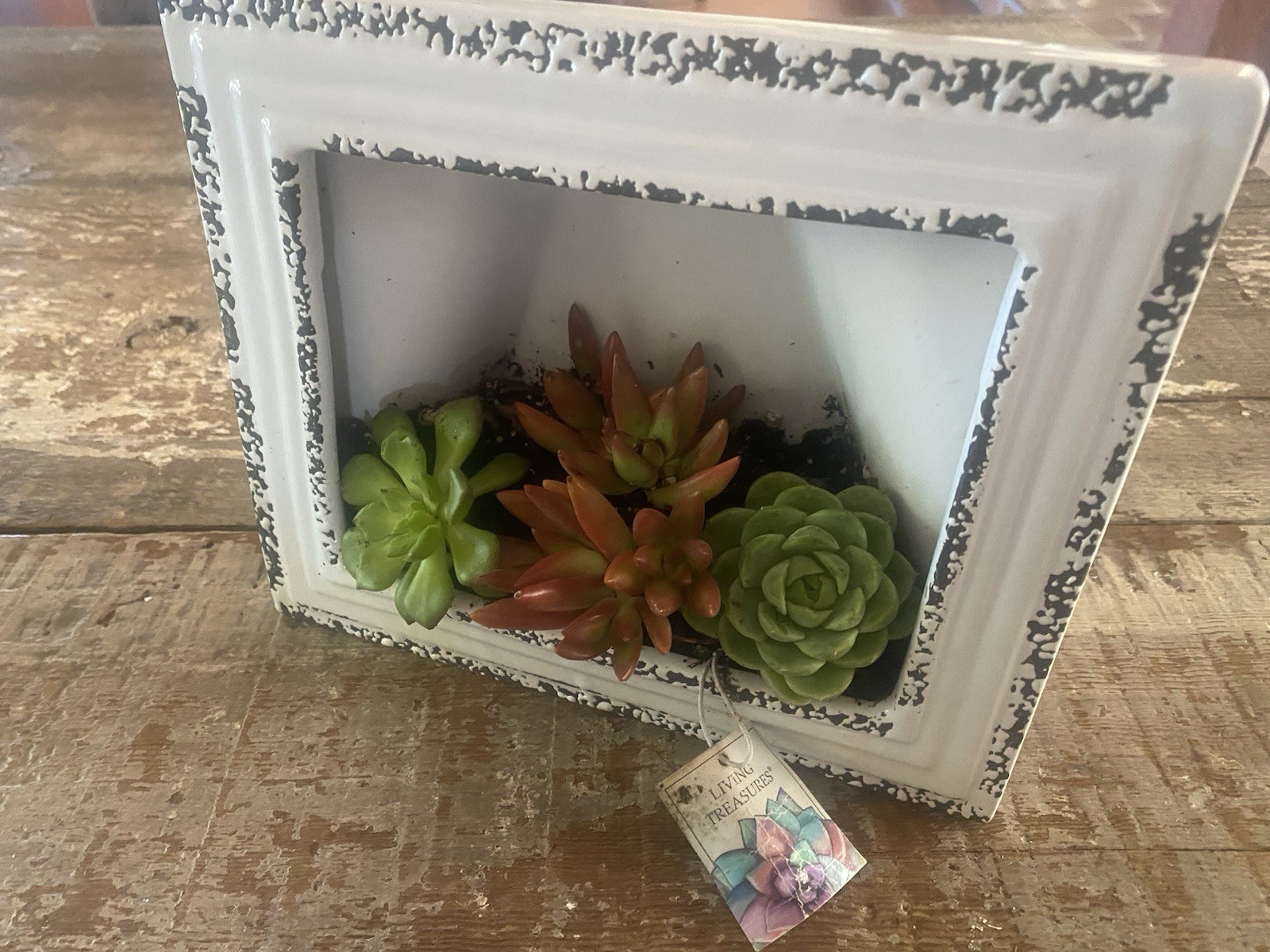 Framed Succulents Live Desk Counter Home Decor Farmhouse Gift Ceramic New Plant