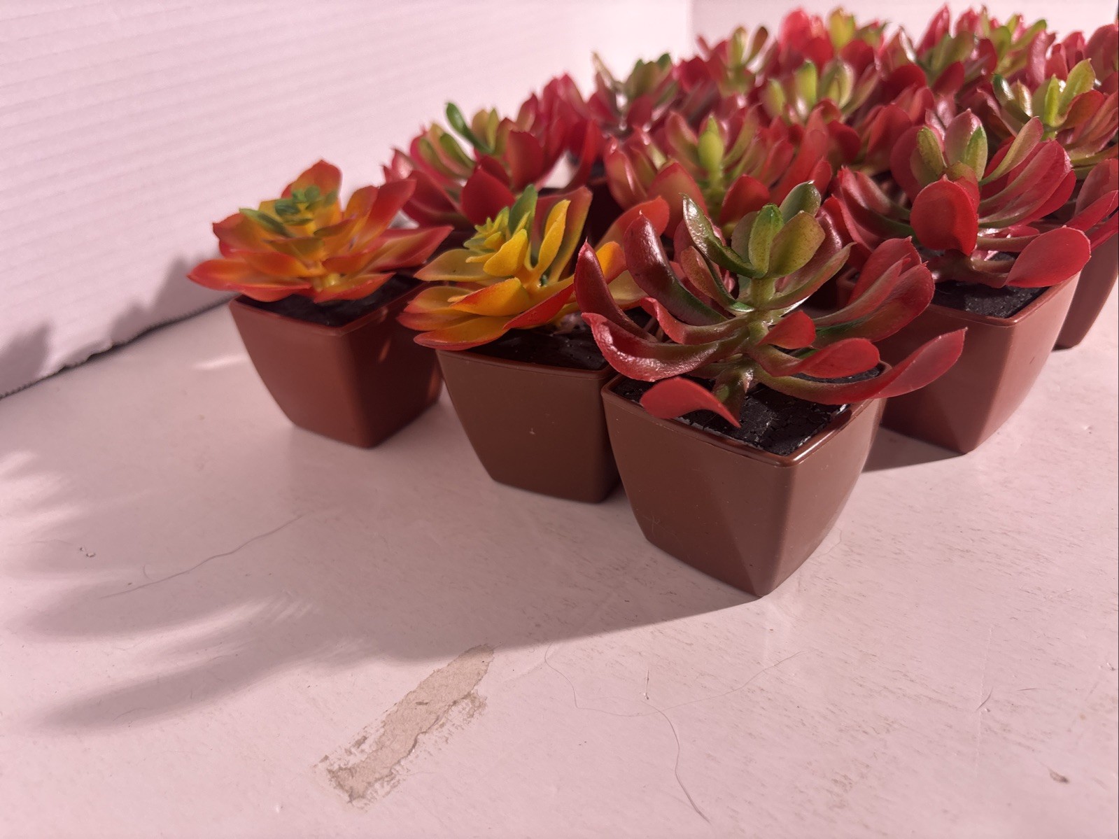 Succulent plants Artificial Variety Of 14 Plants