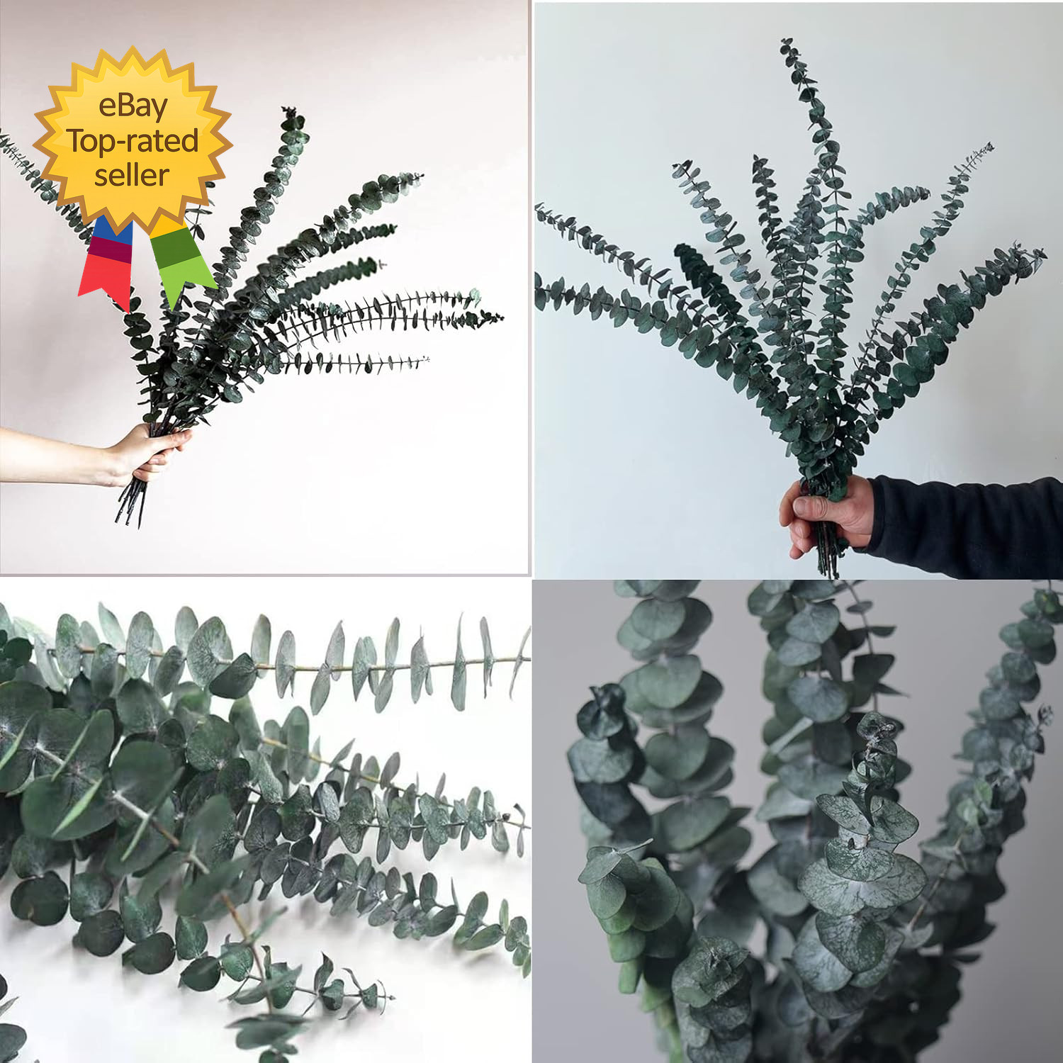 Eucalyptus for Shower 10 Pcs Hanging Dried Eucalyptu Stems 17″ Real Eucalyptus