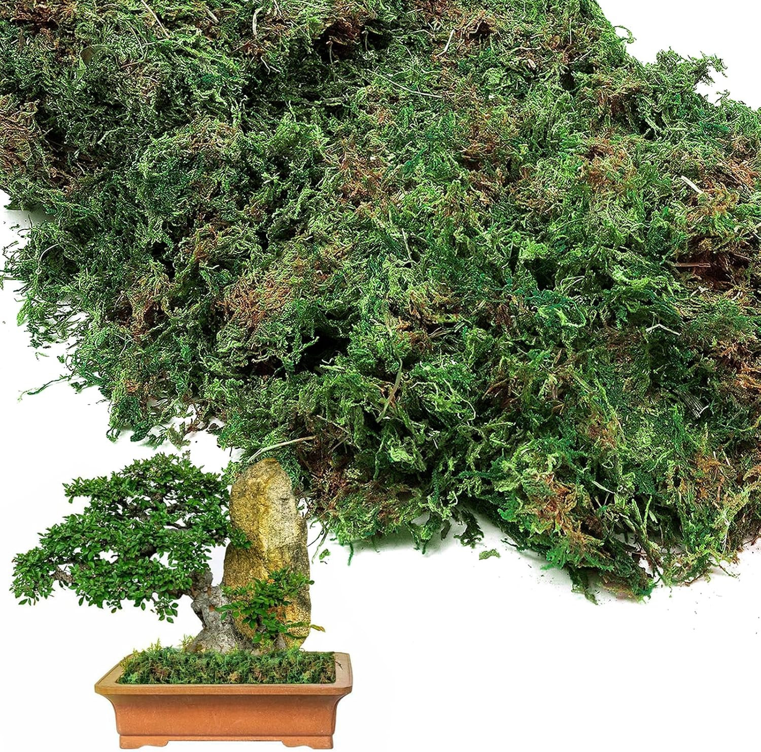 17Oz Large Pack Natural Green Moss for Plants Indoor – Dried Forest Real Moss fo