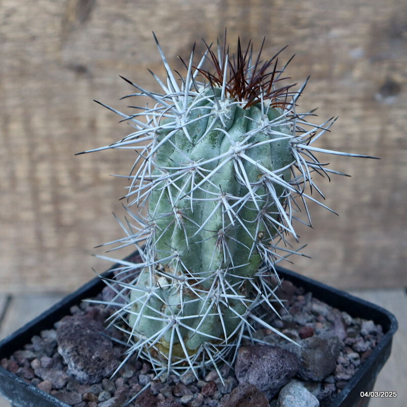 D3455 COPIAPOA WAGENKNECHTII KK58 pot10-H11-W5 cm MaMa Cactus