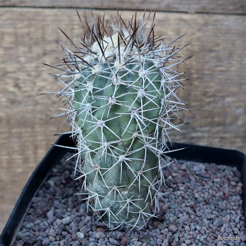 D3181 COPIAPOA PENDULINA KK1391 pot14-H11-W6 cm MaMa Cactus