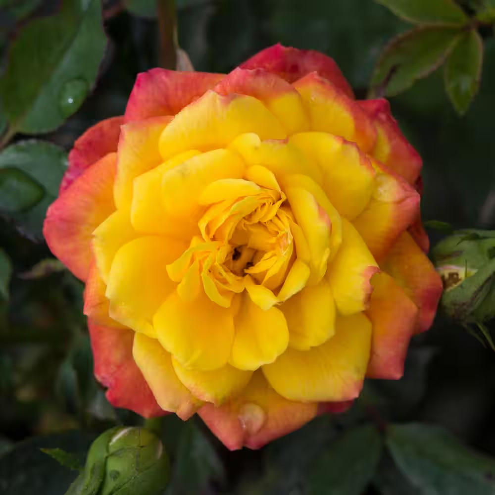 2.5 In. Sunblaze Rainbow Mini Rose Bush with Yellow-Orange-Red Flowers (3-Pack)
