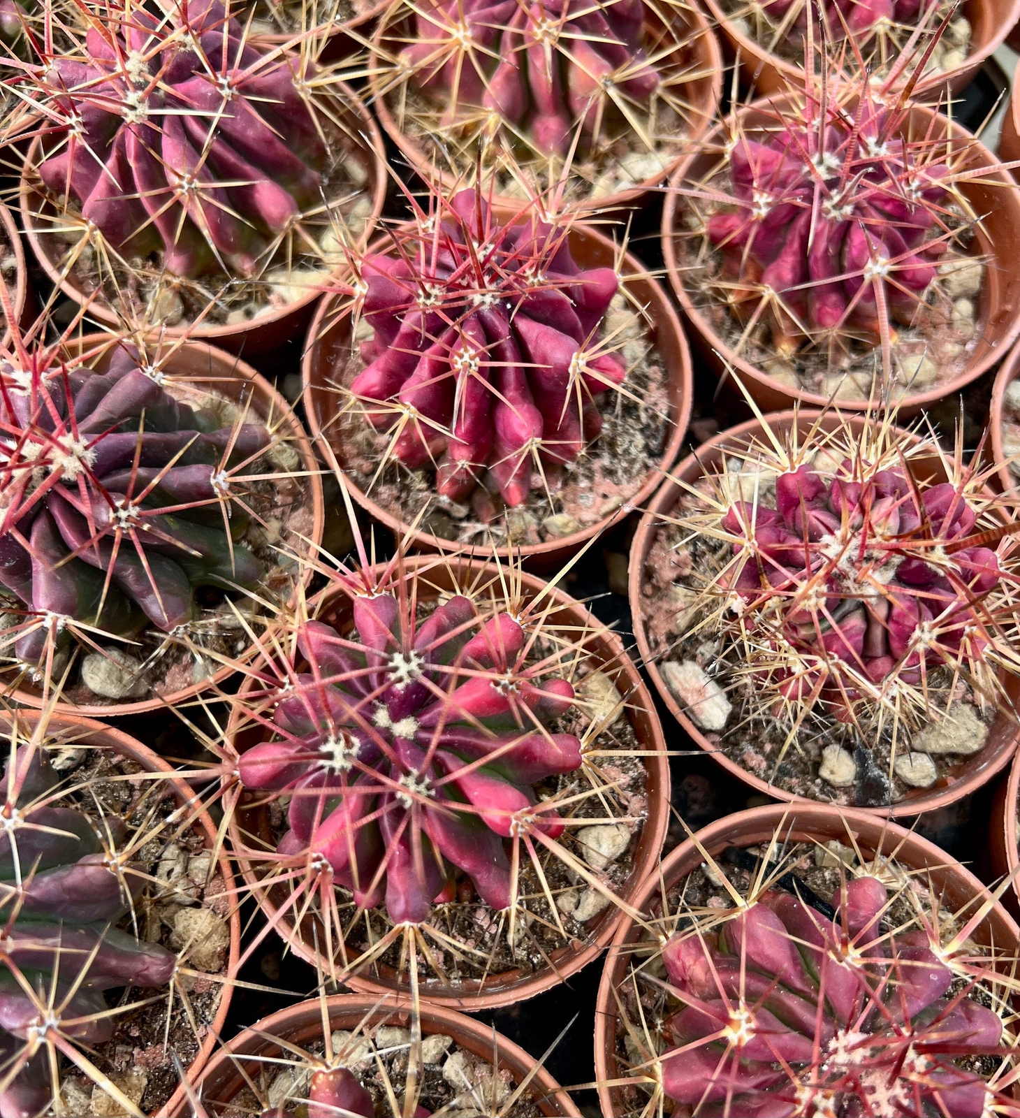 Ferocactus stainesii RED FORM – Ferocactus stainesii