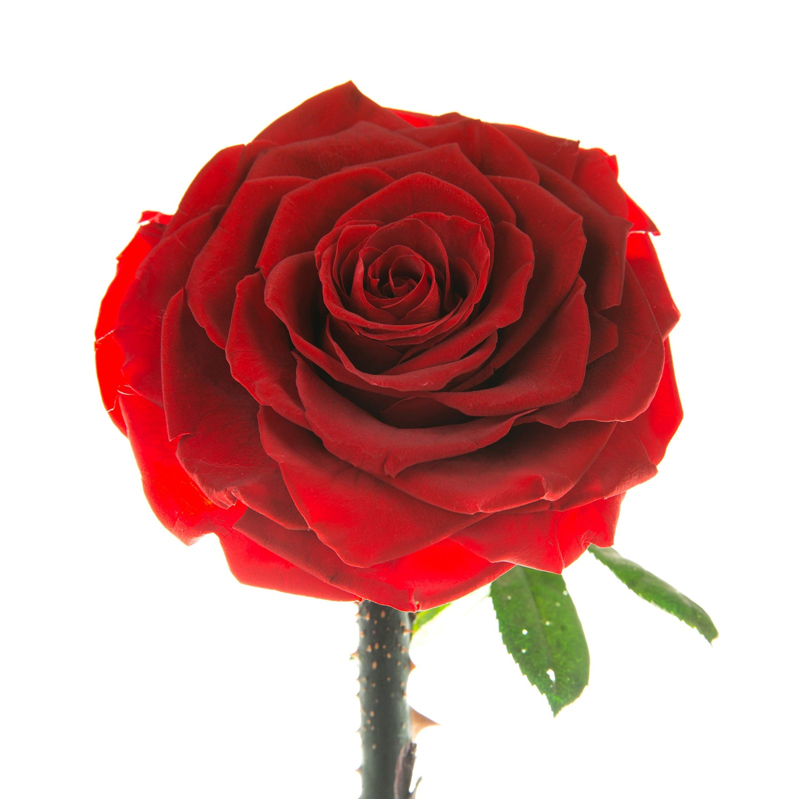 LOVAPPY Forever Preserved Rose – Eternal in Glass Dome – Medium, Red