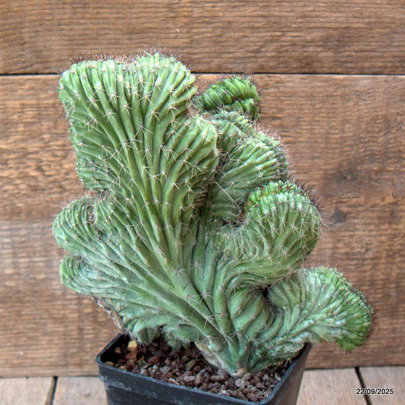 D6545 POLASKIA CHICHIPE CRESTED pot10-H20-W21 cm MaMa Cactus