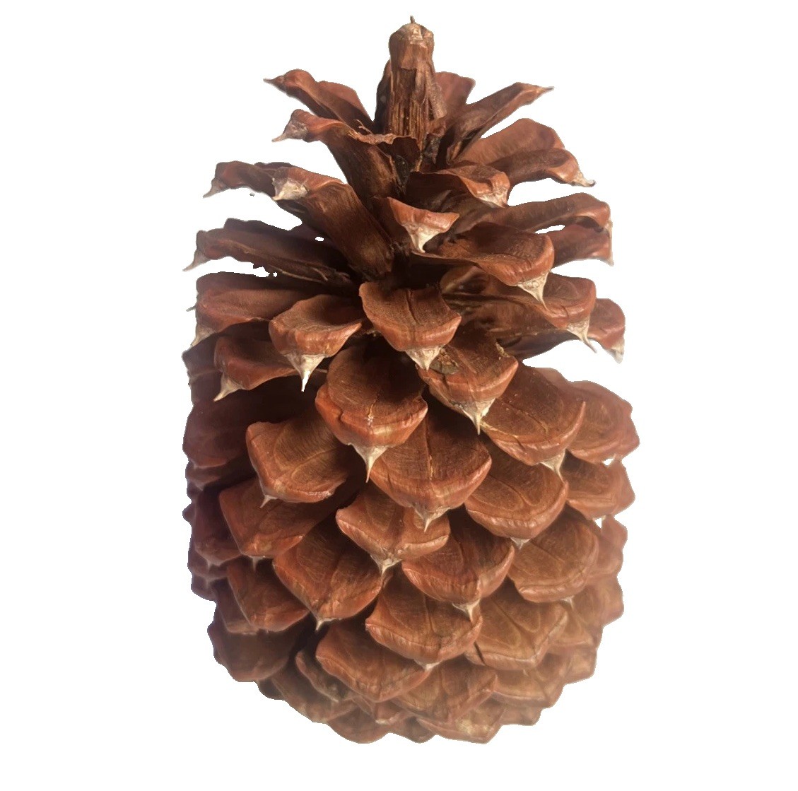 Reddish Brown Pinecone 5.5” x 3.5” Likely Jeffrey Pine Cone Forest Rustic Decor
