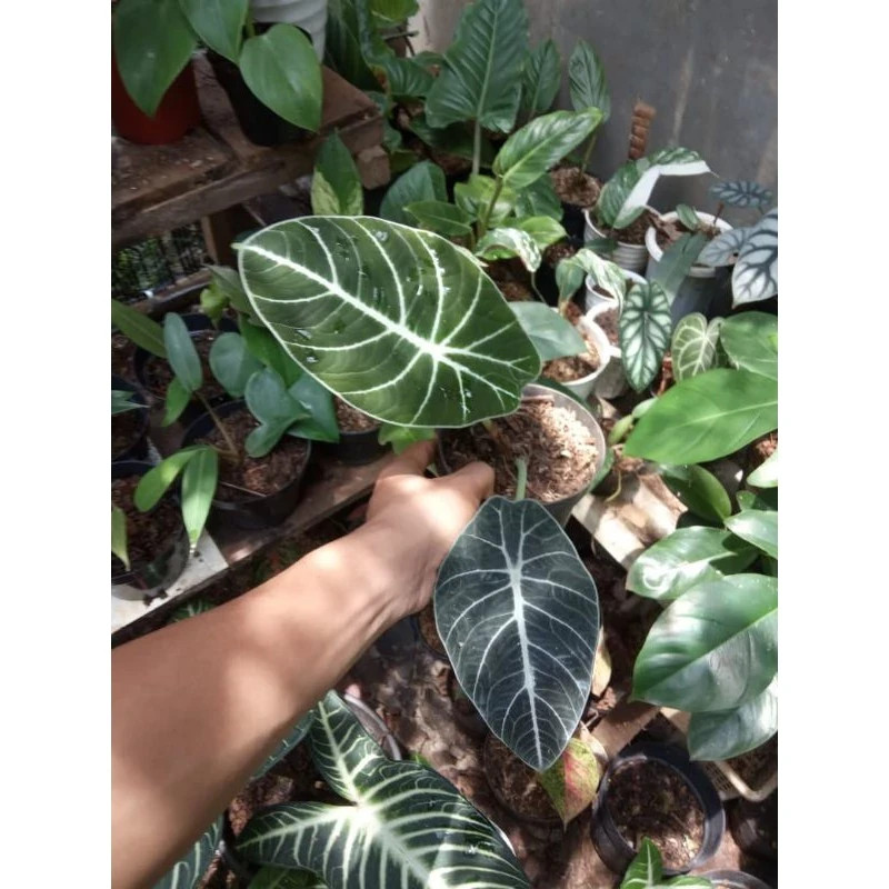 Alocasia Black Velvet Rare Unique Live Tropical Plant PL104