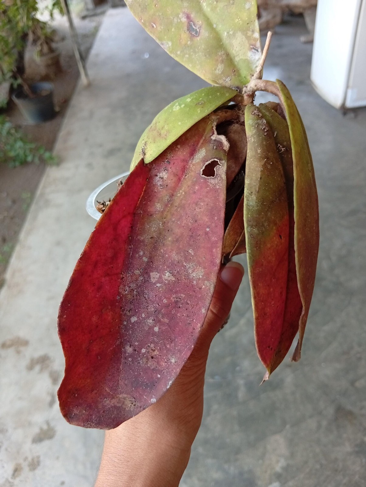 Real Picture Hoya Mitrata Red Leaves