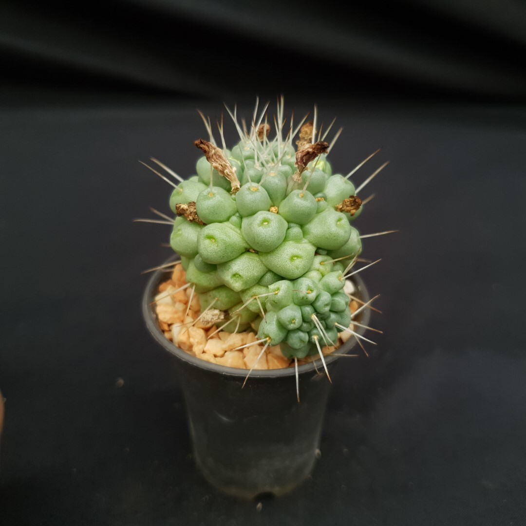 H20: Mammillaria schumannii
