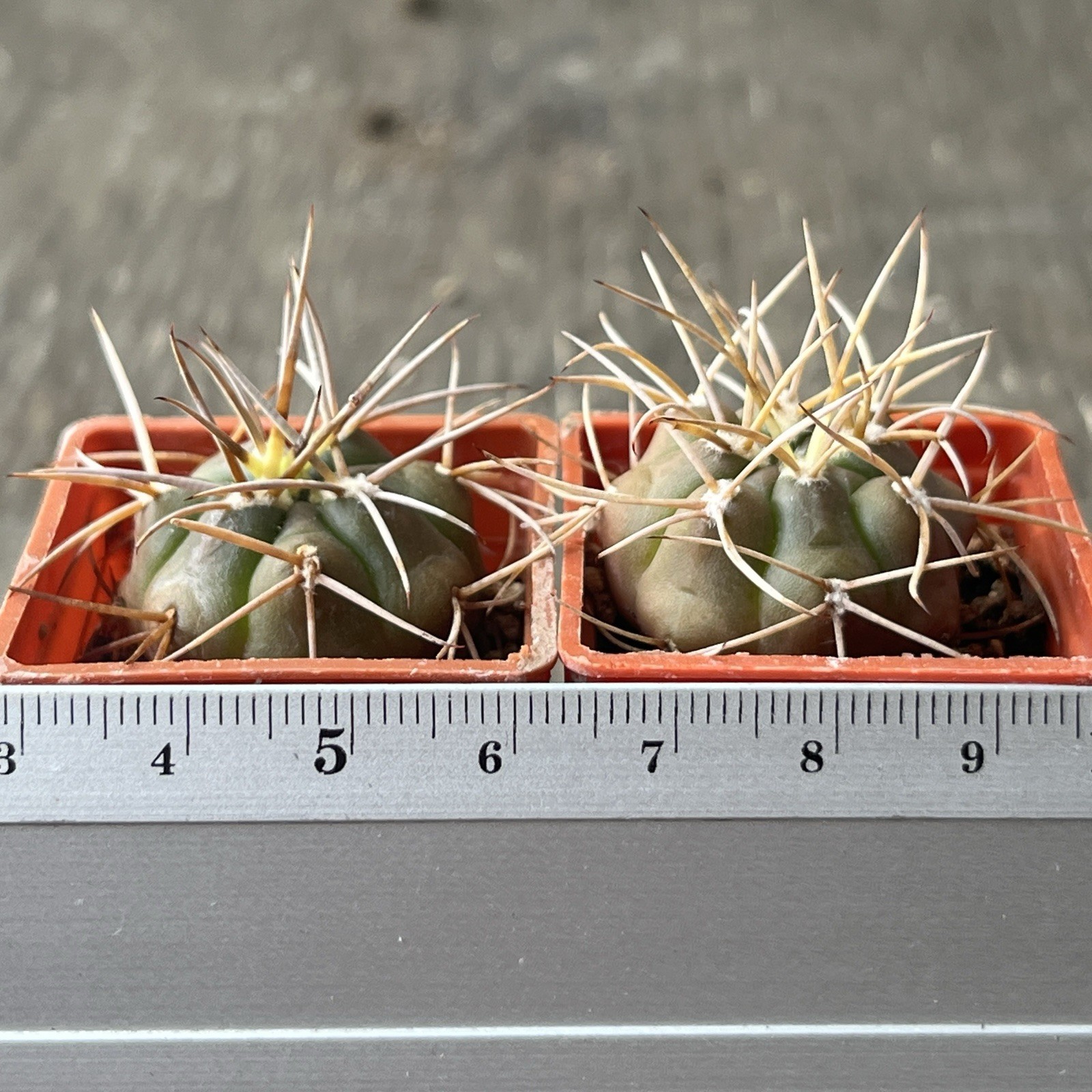 A37-1564. G.eurypleurum, own root, 2 Pieces