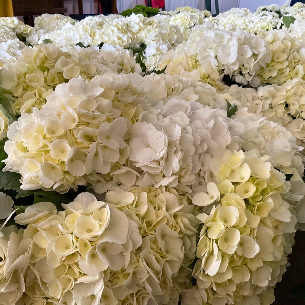 Fresh Cut Hydrangea White 10 Stems – Premium Quality Flowers Head sz 7.6-8.5 in