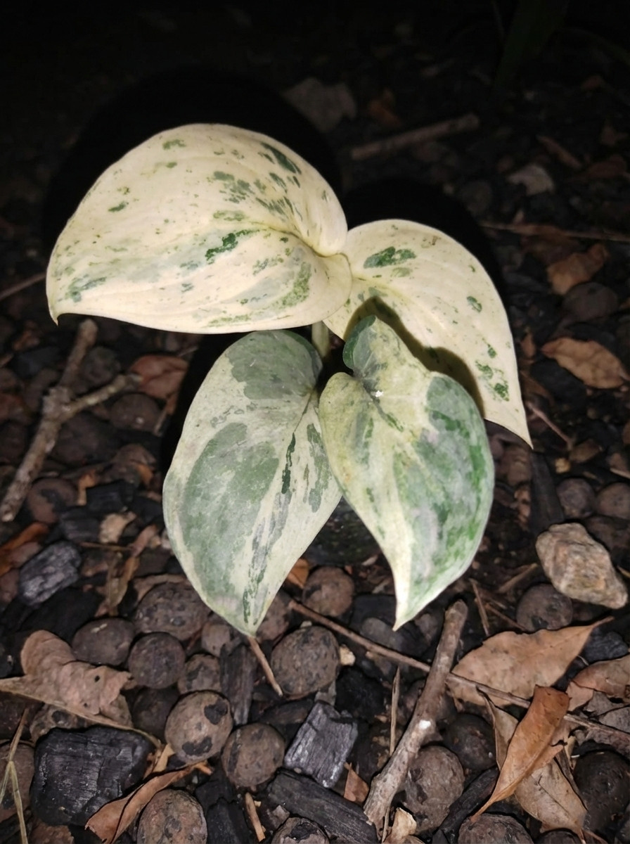 Scindapsus Montanus Exotic Plant Rare Unique