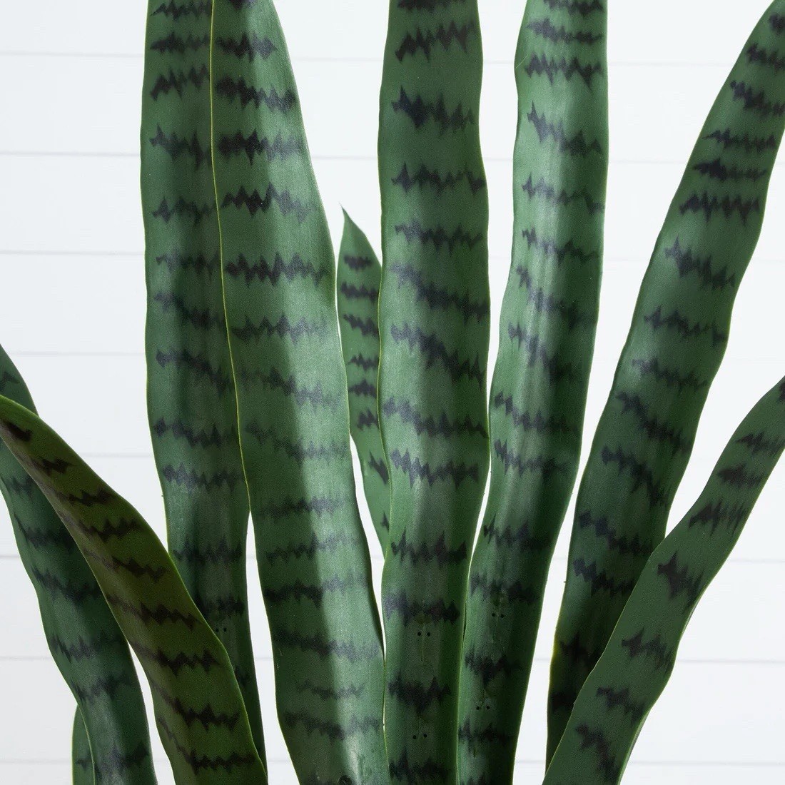 5’ UV Resistant Artificial Sansevieria Plant in White Planter (Indoor/Outdoor)
