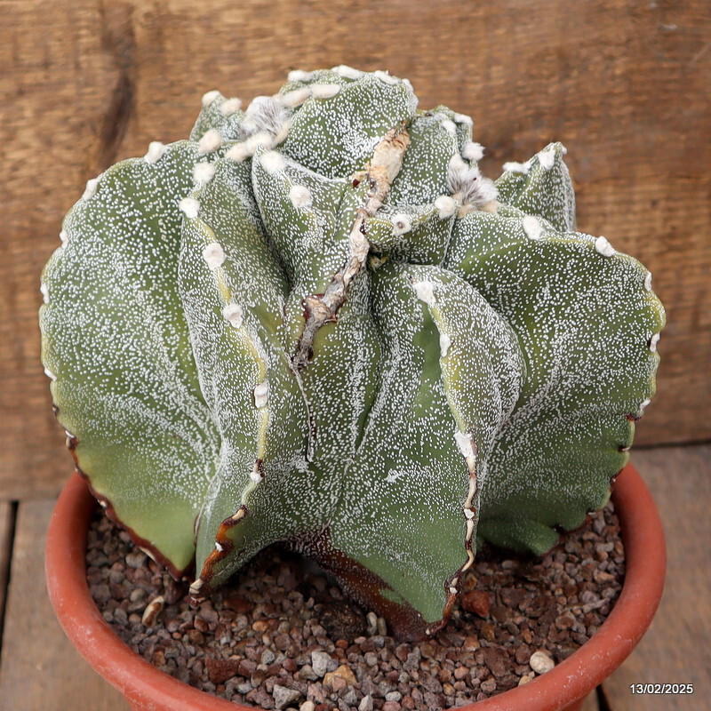 A6574 ASTROPHYTUM MYRIOSTIGMA DICHOTOMIC pot20-H18-W21 cm MaMa Cactus