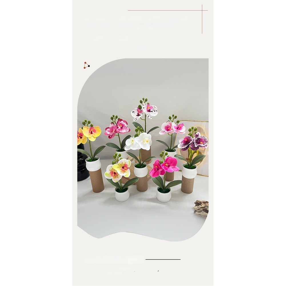 Phalaenopsis Orchid Potted Plant 11x11x18cm Plastic for For MINI Indoor Display