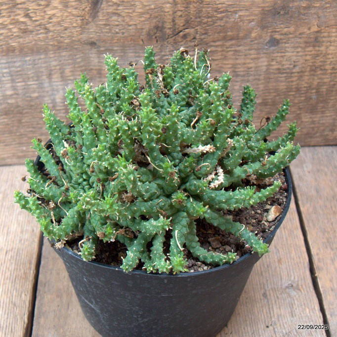 D6535 EUPHORBIA GORGONIS pot18-H13-W22 cm MaMa Cactus