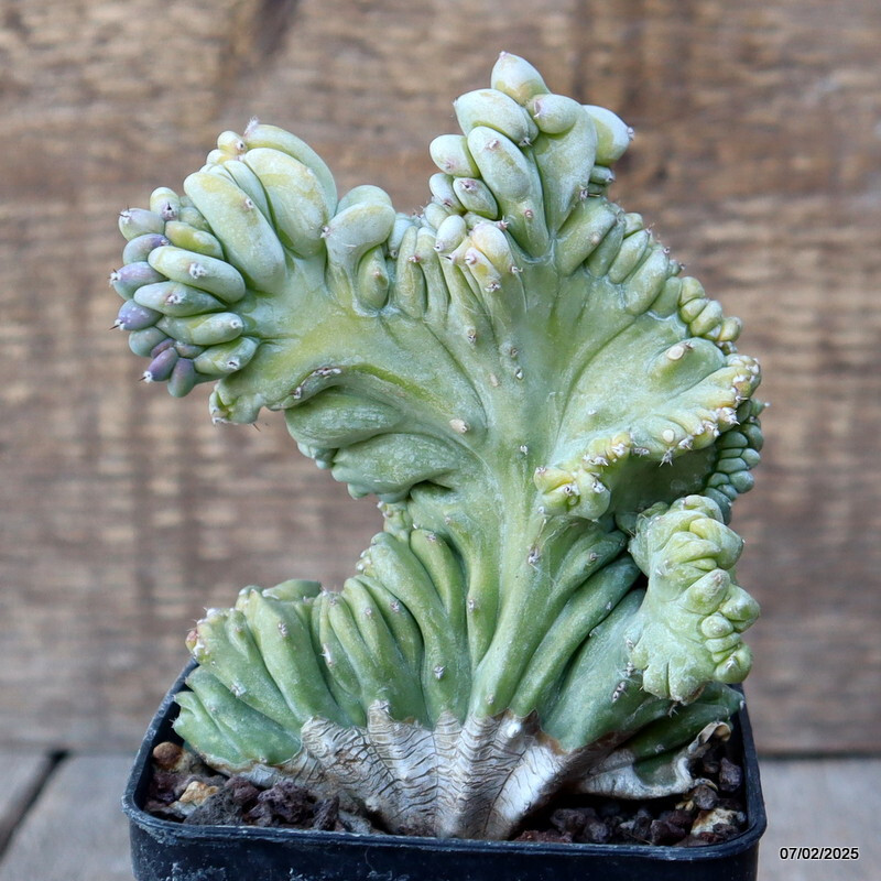 D1498 MYRTILLOCACTUS GEOMETRIZANS CRESTED pot8-H12-W9 cm MaMa Cactus