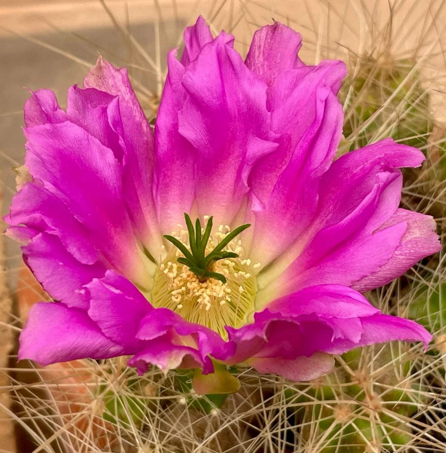 Echinocereus dubius SEEDS – Rare Cactus SEEDS
