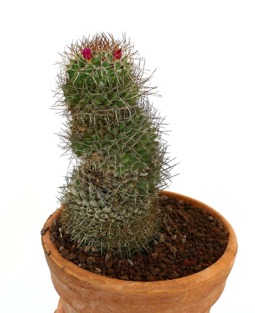 Mammillaria ingens –