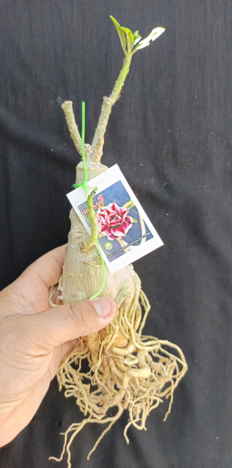 adenium plant