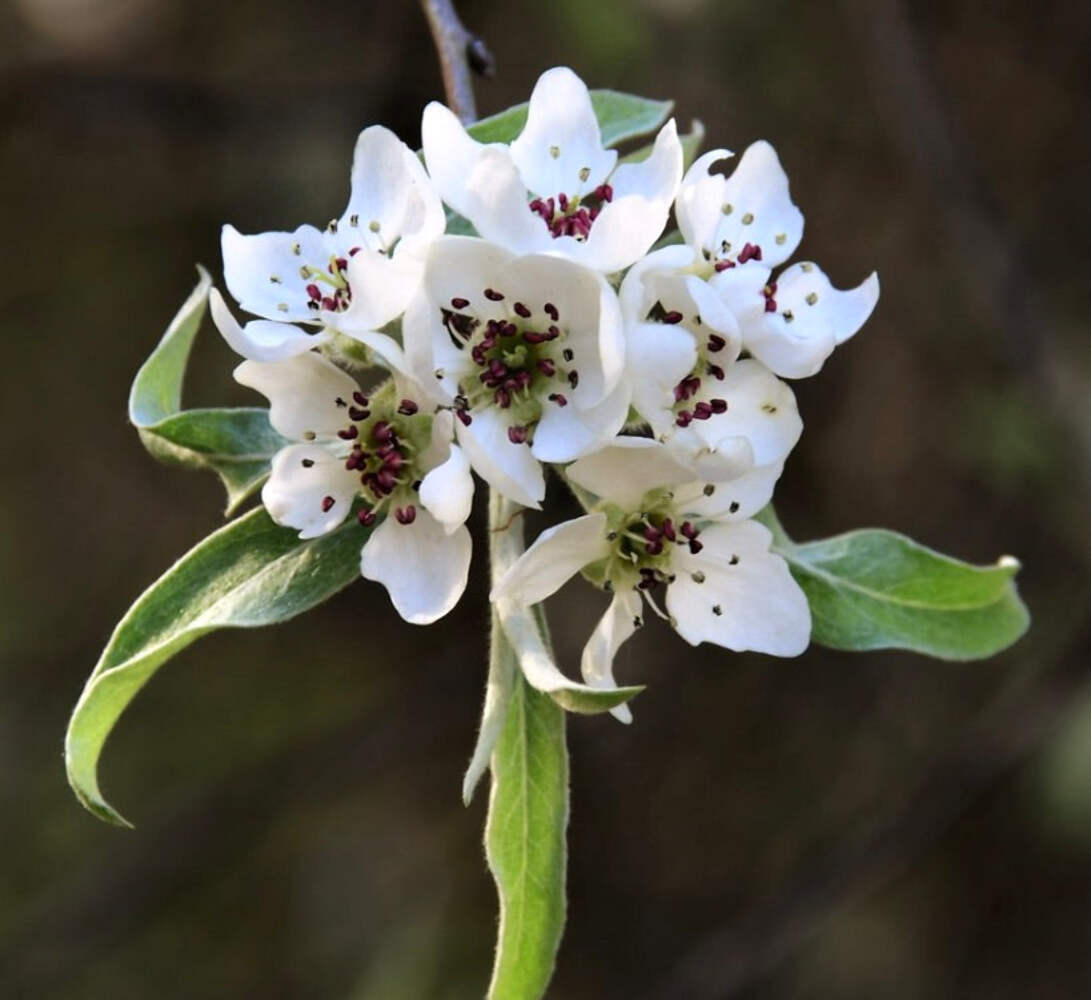 Pyrus salicifolia – Willow-leaved pear | Weeping pear